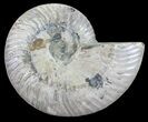Silver Iridescent Ammonite - Madagascar #54879-1